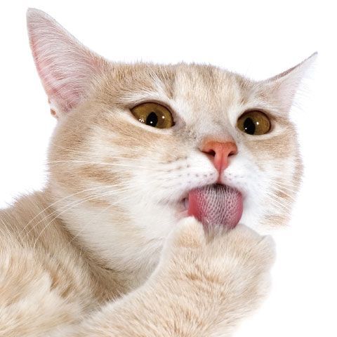 美味零嘴系列